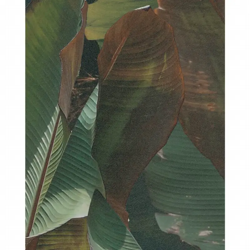 Costarica Wallpaper
