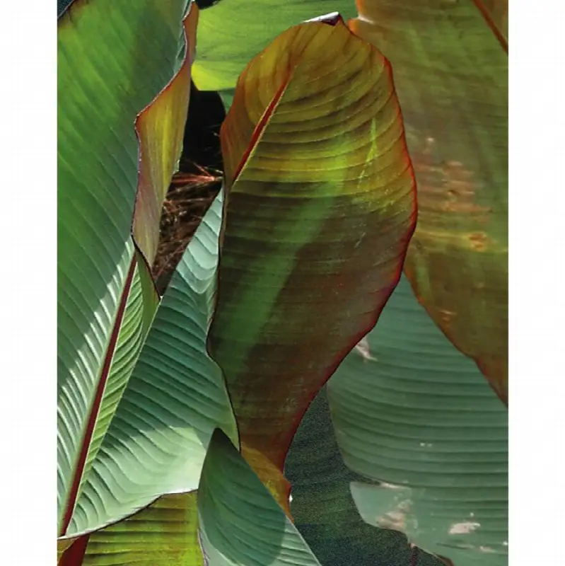 Costarica Wallpaper